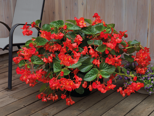 Begonia x Benariensis BIG Series - Image 6