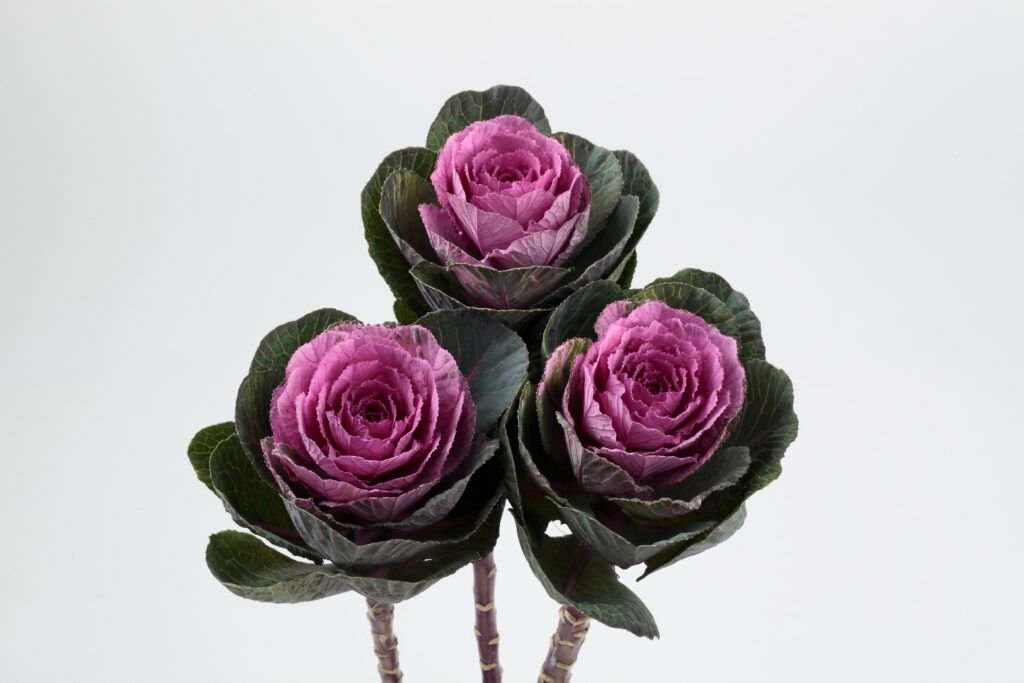 Flowering Cabbage F1 Condor Series - Image 2