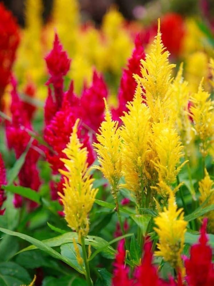 Celosia Flare Mix (Red & Yellow) 1k Known You