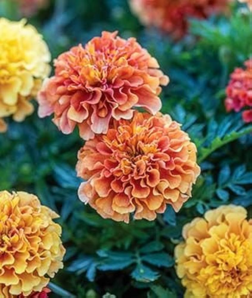 French Marigold Strawberry Blonde 1k PanAm - Image 2