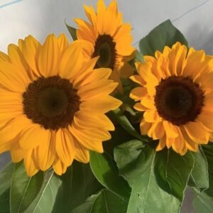 Sunflower Vesuvio F1 Tangy 1k Tobias