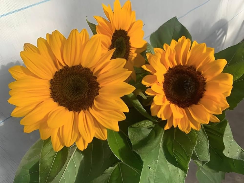 Sunflower Vesuvio F1 Tangy 1k Tobias