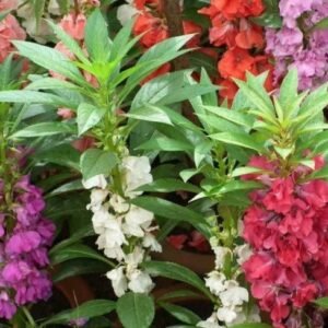 Balsam Tom Thumb Mix 1k Tobias