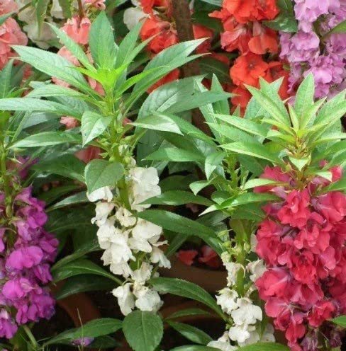 Balsam Tom Thumb Mix 1k Tobias