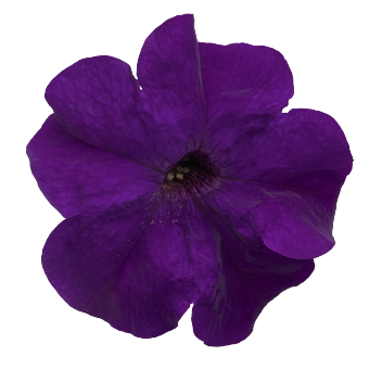 Petunia GF F1 Success 360 series - Image 2