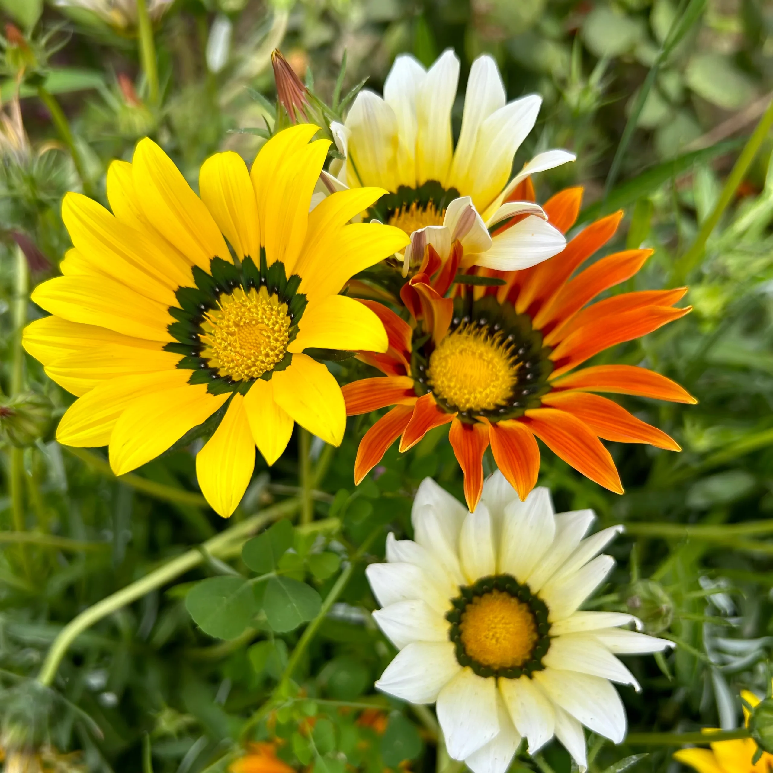 Gazania Splendens Rigens Enorma Mix 1k Tobia
