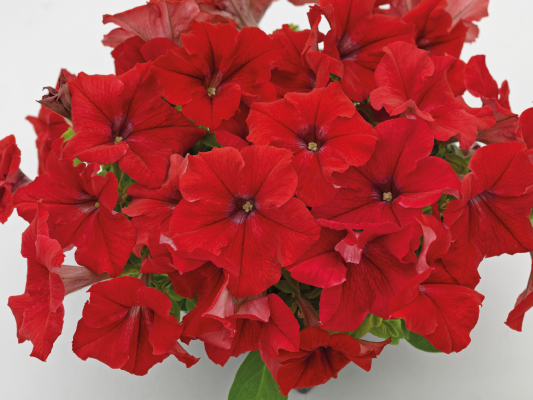 Petunia x Hybrida Success HD Blue 1k Benary - Image 4