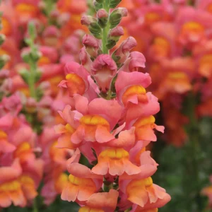 Snapdragon Cutflower Potomec Dark Orange 1k Panam