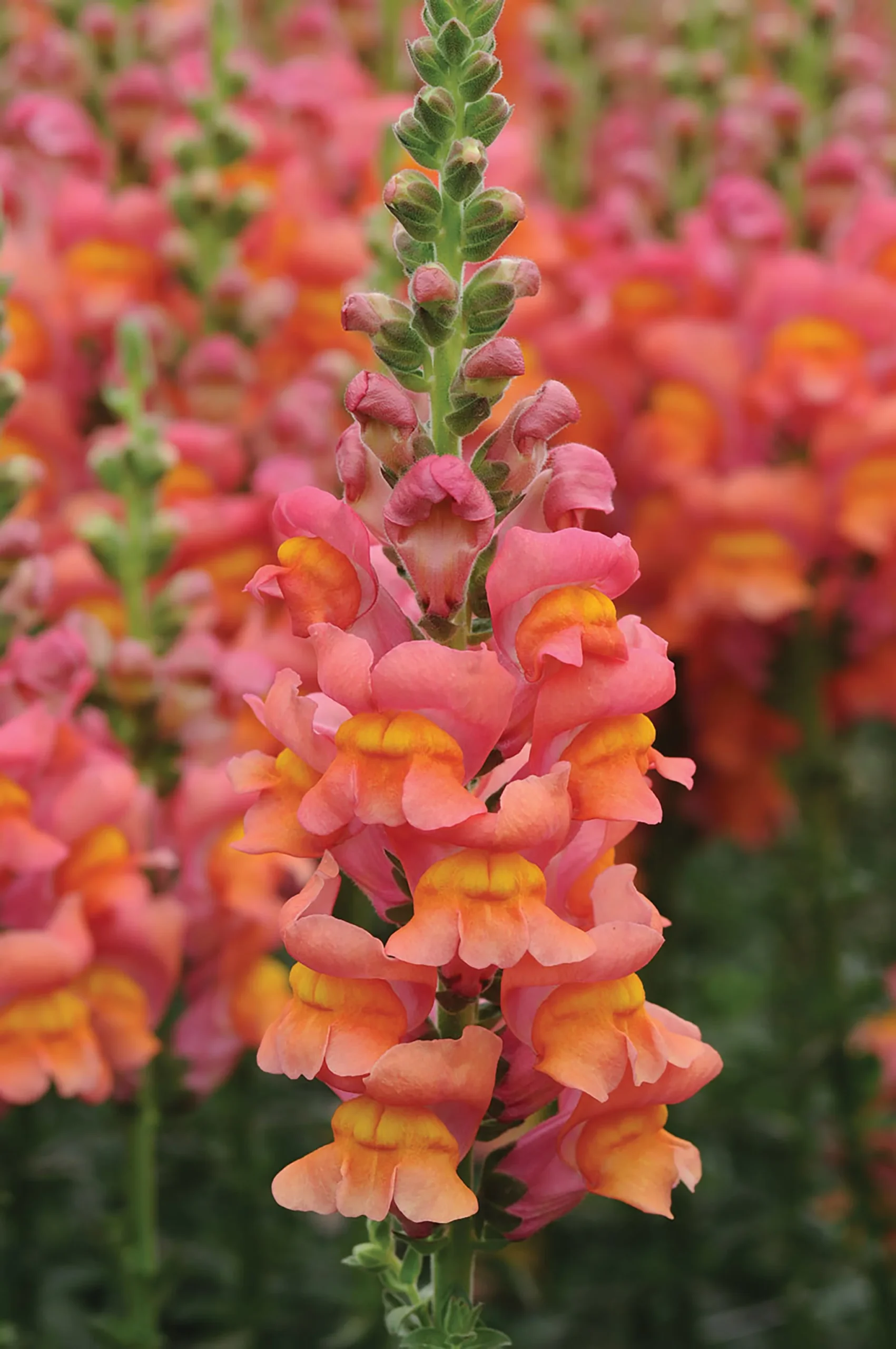 Snapdragon Cutflower Potomec Dark Orange 1k Panam