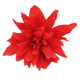 Begonia x Hybrida Funky Mix 250 Benary - Image 3