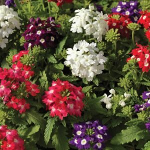 Verbena F1 Obsession Formula Mix 1k Syngenta