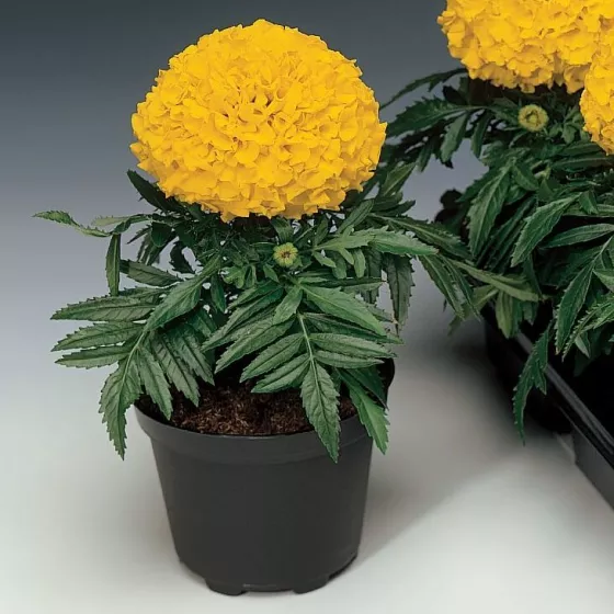 Marigold F1 Antigua Series - Image 3