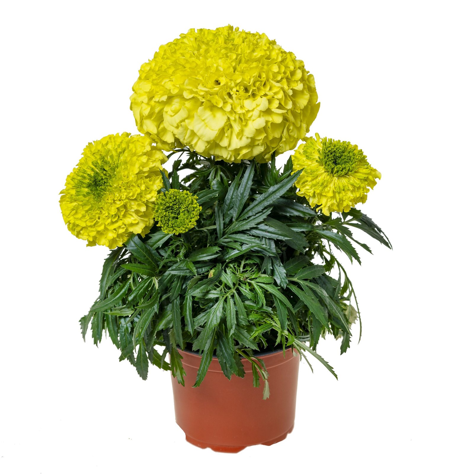 Marigold F1 Antigua Series - Image 5