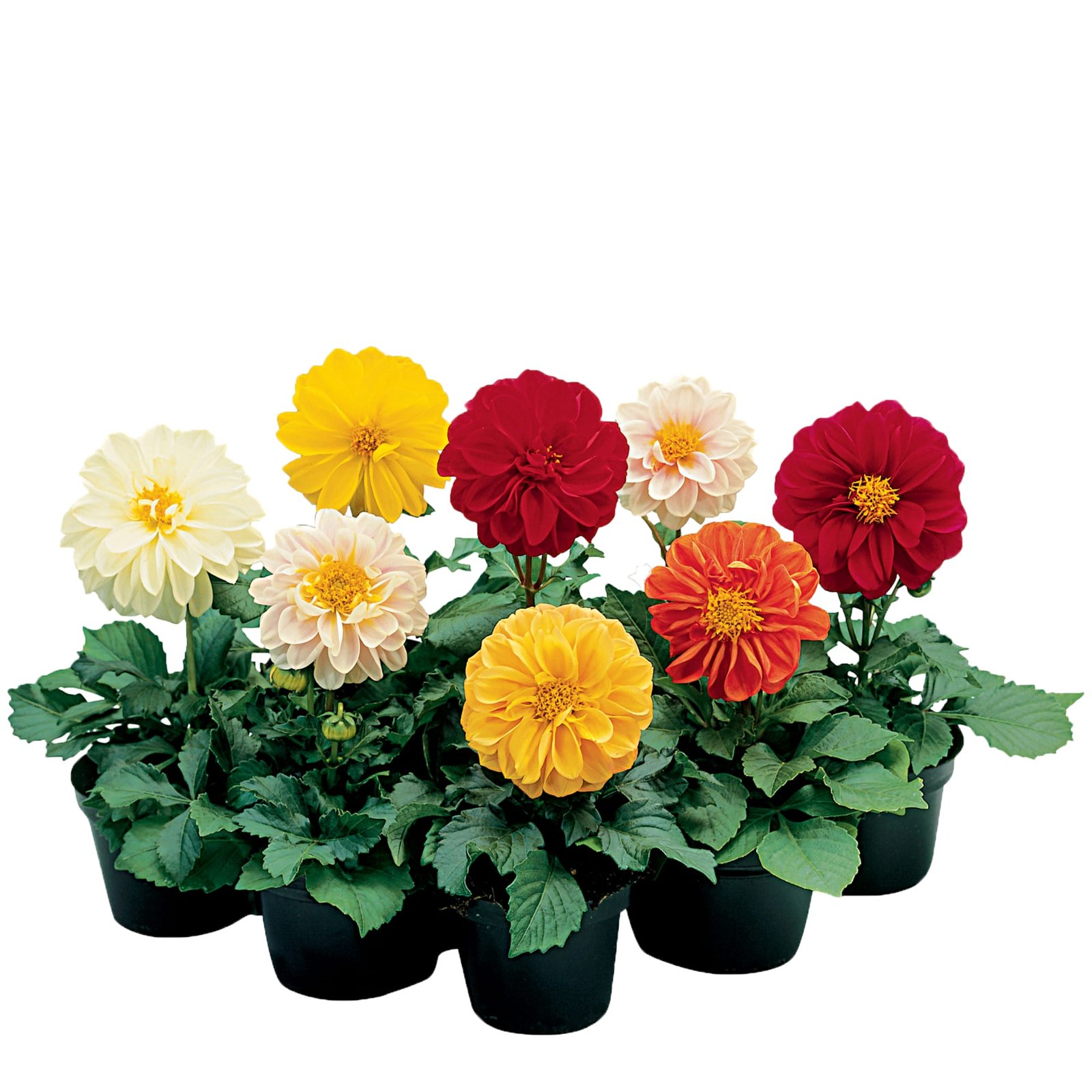 Dahlia Fresco Formula Mix 1k Syngenta - Image 3