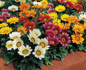 Gazania Kiss Mix 1k Syngenta