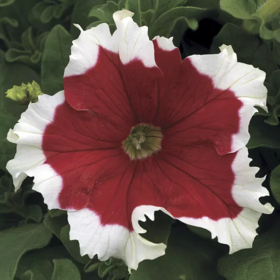 Petunia GF F1 Frost Mix 1k Syngent - Image 4