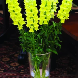 Antitthinum majus F1 Overture II Yellow 1k Syngenta