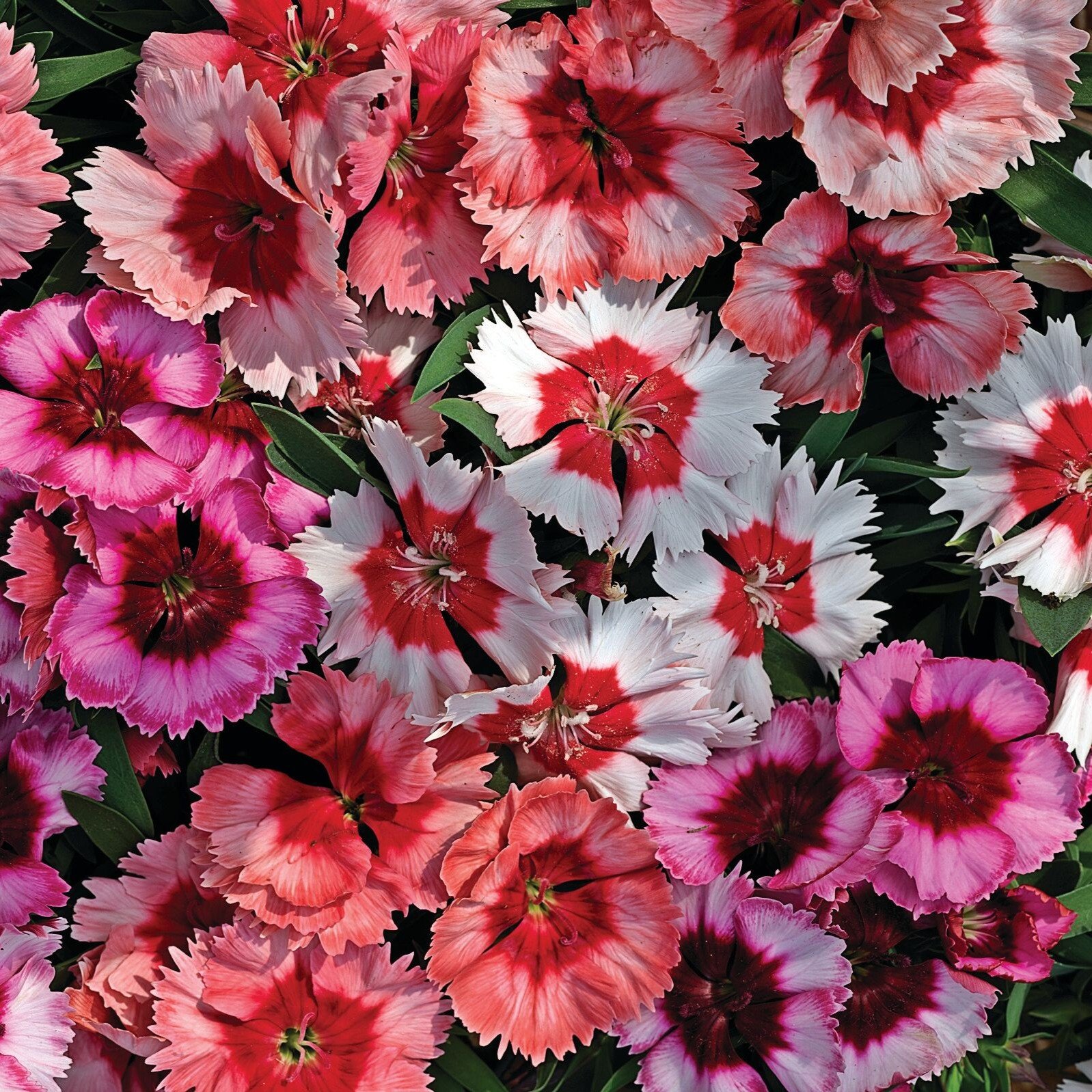 Dianthus F1 Super Perfait Mix 1k Syngenta - Image 3
