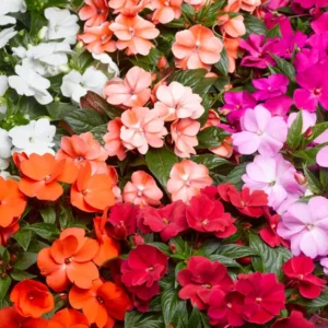 Impatiens hawkeri Florific (Double) Mix 1k Syngenta