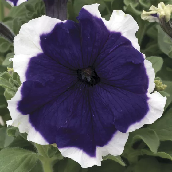 Petunia GF F1 Frost Mix 1k Syngent - Image 2