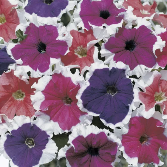Petunia GF F1 Frost Mix 1k Syngent