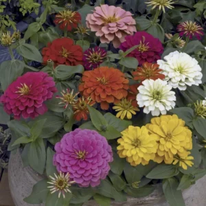 Zinnia Elegans Series