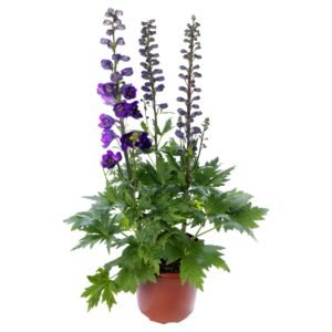 Delphinium Elatum Delphina Series