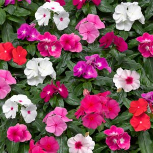 Vinca F1 Cora XDR (Big) Mix 1k Syngenta