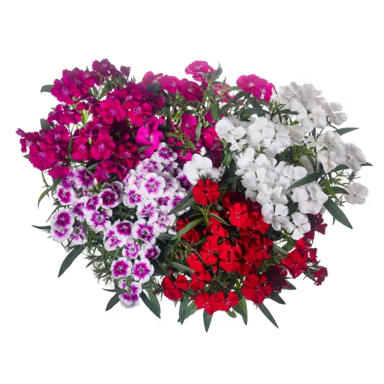 Dianthus Elation Mix 1K Syngenta