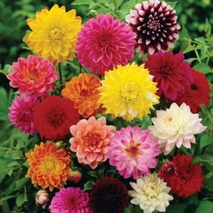 Dahlia Fresco Formula Mix 1k Syngenta