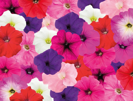 Petunia x Hybrida Trailing Maxi Mix 1H Tobias - Image 2