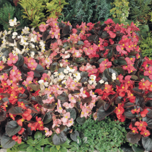 Begonia F1 Semperflorens Cocktail Mix 1k Benary