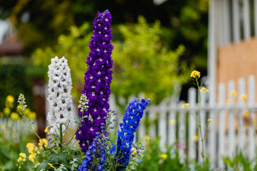 Delphinium Elatum Magic Fountains Mix 1k Benary - Image 4