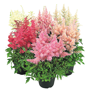 Astilbe Arendesii Showstar 1k Bneary - Image 2