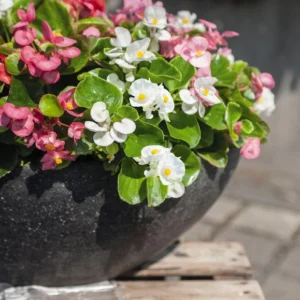 Begonia semperflorens Sprint Plus Maxi Mix 1k Benary