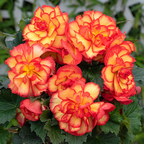 Begonia Tuberous on Top Sunset Shades 1k PanAm - Image 3