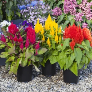 Celosia Bright Sparks (Semi-Tall) Mix 1k Floranova