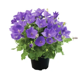 Campanula Dwarf Series
