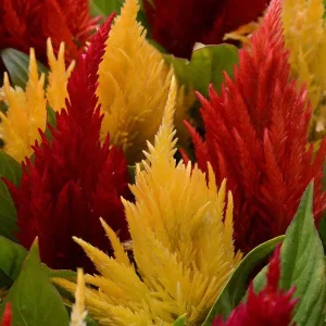 Celosia Flare Mix (Red & Yellow) 1k Known You - Image 3
