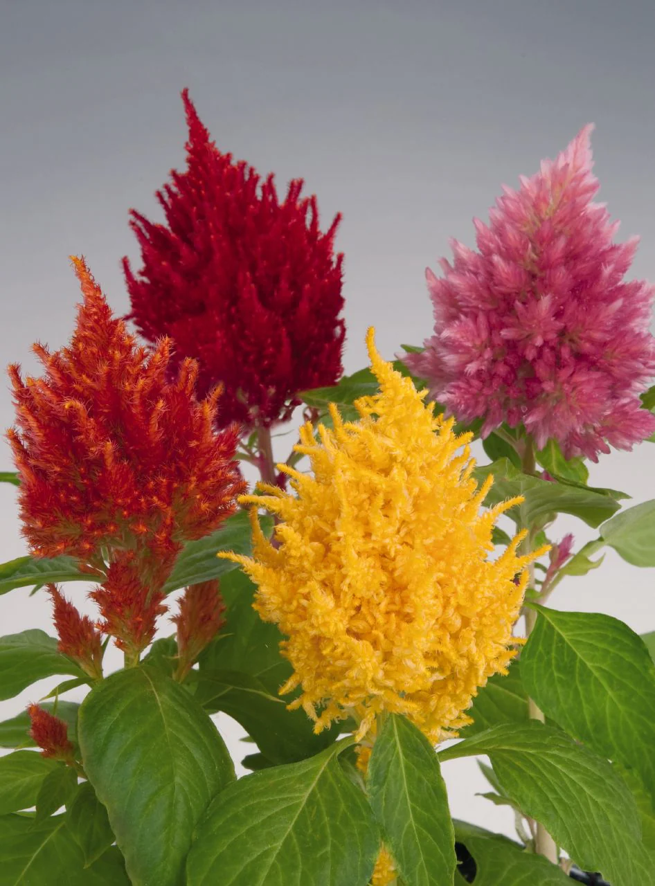 Celosia Plumosa Glorious Mix 1k Benary
