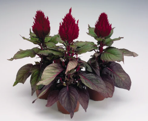 Celosia Plumosa (Red) New Look 1k Benary