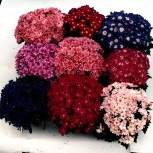 Cineraria Spp. Angel Mix 2k Miyoshi