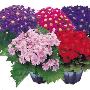 Cineraria Early Perfection Mix 1k Takii