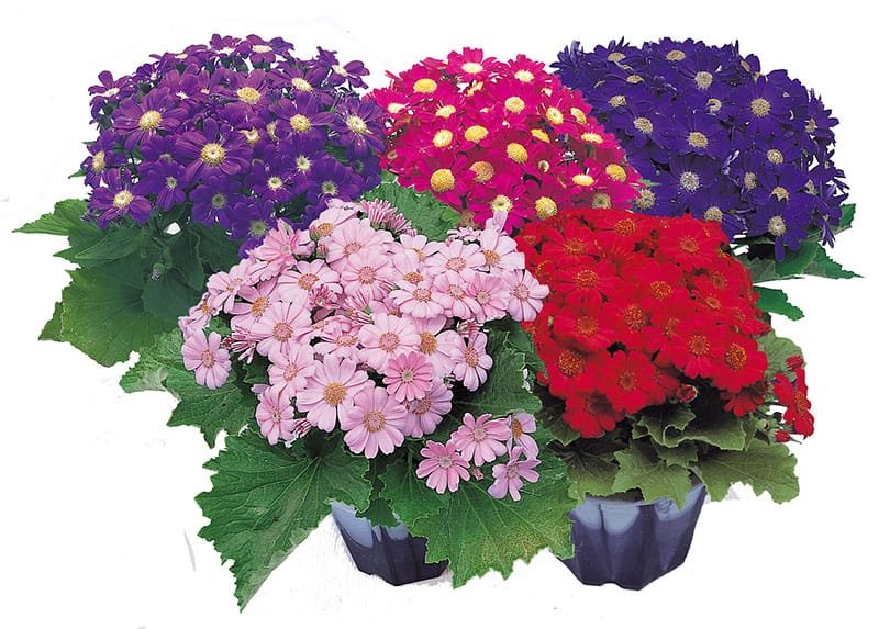 Cineraria Early Perfection Mix 1k Takii