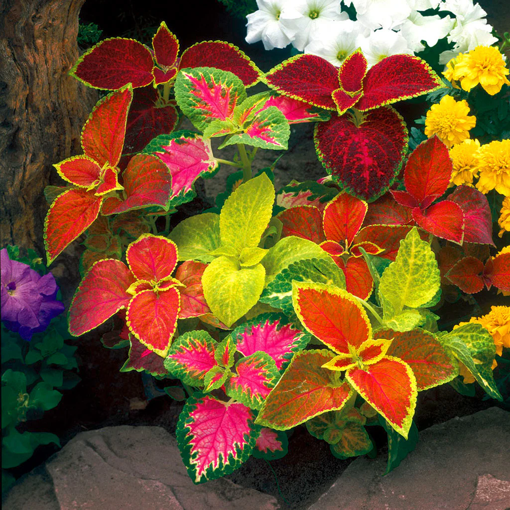 Coleus Wizard Mix Select 1k PanAm - Image 2