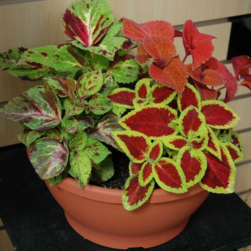 Coleus Wizard Mix Select 1k PanAm - Image 4