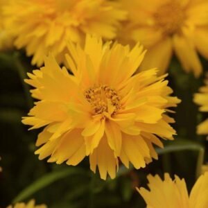 Coreopsis Double the Sun 1k PanAm