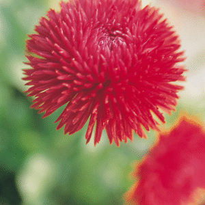 Bellies Perennis Series