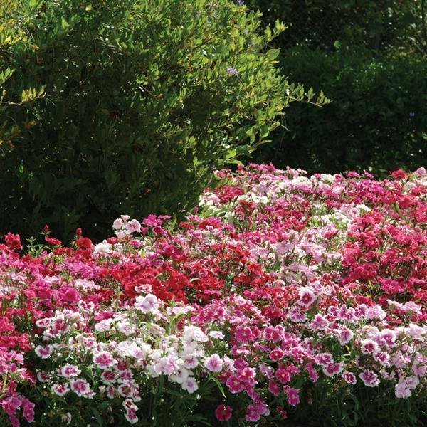 Dianthus F1 Ideal Select Mix 1k PanAm - Image 2