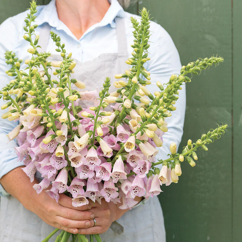 Digitalis Purpurea F1 Camelot Series - Image 4